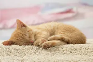 Innocent: Cat - Ginger kitten