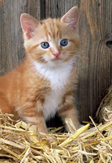 Ginger: Cat - Ginger kitten in barn