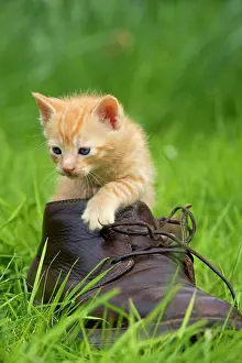 Cheeky: Cat - ginger kitten in boot
