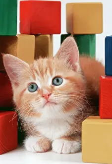 Blocks: CAT - ginger kitten amongst building blocks
