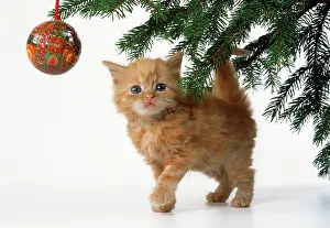Bauble: CAT - Ginger kitten and Christmas tree bauble