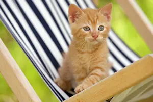 Deckchair: Cat - ginger kitten on deckchair