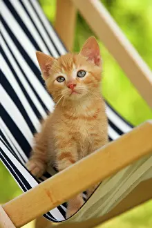 Deckchair: Cat - ginger kitten on deckchair
