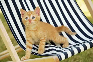 Deckchair: Cat - Ginger kitten on deckchair