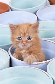 Pots: CAT - Ginger Kitten in flowerpot