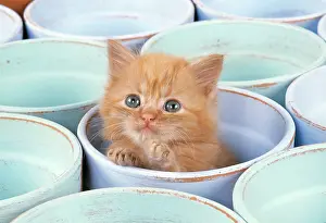 Pots: CAT - Ginger kitten in flowerpot