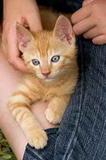 Stroking: Cat - ginger kitten with girl