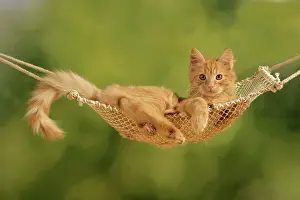 Beds: Cat - ginger kitten in hammock