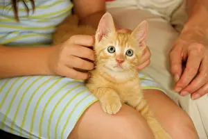 Owners: Cat - ginger kitten being held by owners