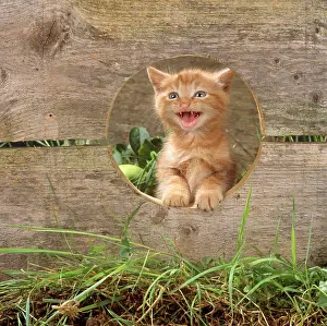 Miaowing: CAT - Ginger kitten looking through hole in fence
