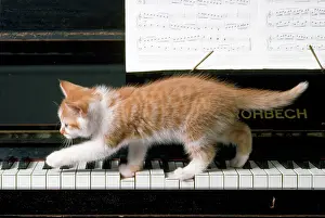 Ginger: CAT - Ginger Kitten on piano