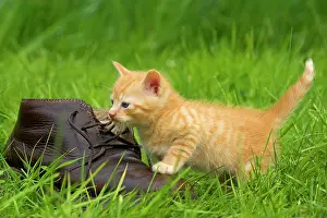 Shoes: Cat - ginger kitten playing with person's shoe