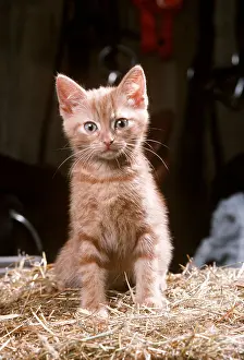 Ginger: CAT - ginger kitten in tack room