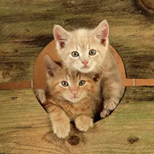 Peeping: Cat - Ginger Kittens - peeping through hole