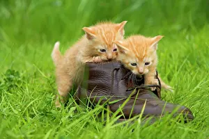 Shoes: Cat - ginger kittens playing with person's shoe