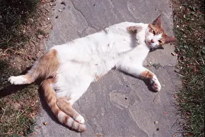 Ginger: CAT - GINGER lying in sun