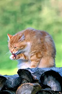 Toms: CAT - ginger male sitting on logs