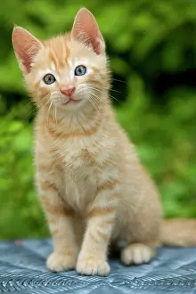 Cocked: Cat - ginger tabby kitten