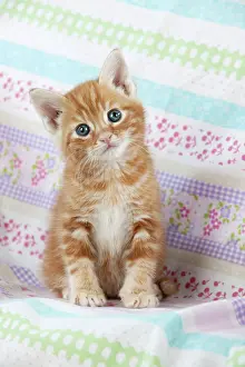 Blankets: Cat - Ginger Tabby kitten