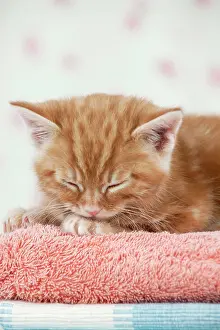 Shut: Cat - Ginger Tabby kitten sleeping