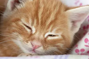 Eyes Closed: Cat - Ginger Tabby kitten sleeping