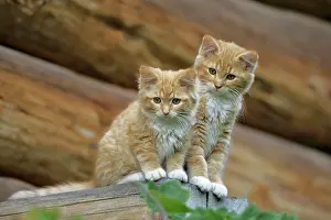 Ginger: Cat - Two ginger tabby kittens together on logs