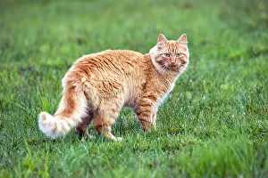 Ginger: Cat ginger tabby standing in meadow, portrait