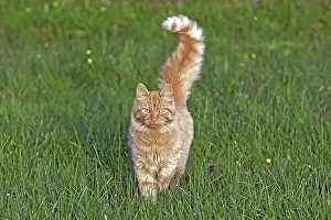 Ginger: Cat ginger tabby walking in grass towards camera