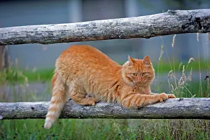 Clawing: Cat ginger tabby on wooden fence, sharpening claws