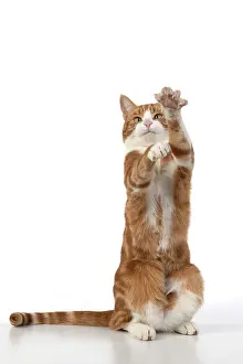 Yoga: CAT. Ginger & white cat with paws up, studio