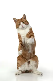 060520: CAT. Ginger & white cat with paws up, studio
