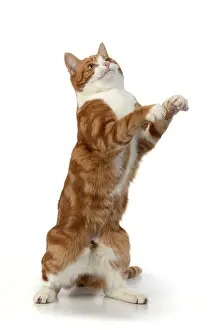 060520: CAT. Ginger & white cat with paws up, studio