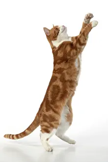 Yoga: CAT. Ginger & white cat with paws up, studio