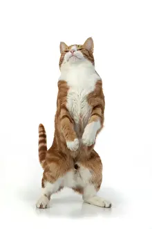 060520: CAT. Ginger & white cat with paws up, studio