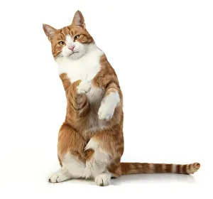 060520: CAT. Ginger & white cat with paws up, studio