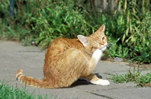 Displacement: CAT - ginger and white cat, scratching