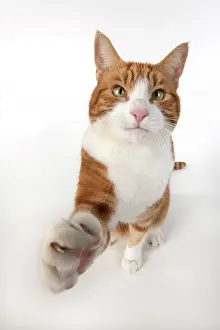 Selfie: CAT. ginger and white cat sitting with paw stretched