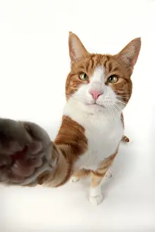 Selfie: CAT. ginger and white cat sitting with paw stretched