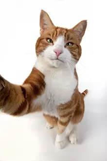 Selfie: CAT. ginger and white cat sitting with paw stretched