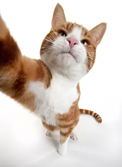 Stretched: CAT. ginger and white cat sitting with paw stretched
