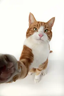 Stretched: CAT. ginger and white cat sitting with paw stretched