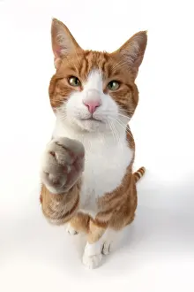 Stretched: CAT. ginger and white cat sitting with paw stretched