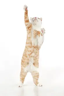 Stood: CAT - Ginger and white cat standing on it back legs