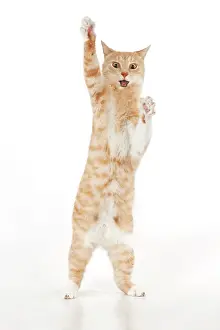 Waving: CAT