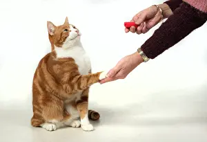 Tricks: CAT. ginger & white, clicker training, with paw