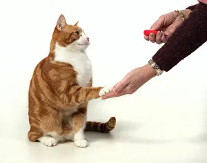 Training: CAT. ginger & white, clicker training, with paw