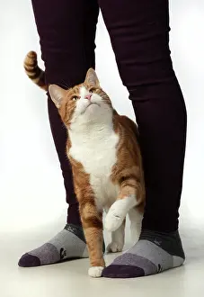 Rubbing: CAT. ginger & white, rubbing against a persons