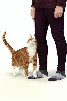Rubbing: CAT. ginger & white, rubbing against a persons