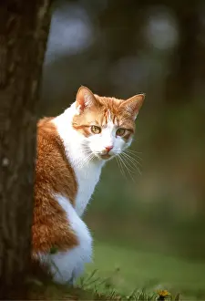 Ginger: CAT - Ginger & White sits by a tree