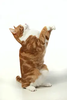 280220: CAT. ginger & white, sitting with paws up, studio